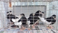Продавам гълъби Ямболски Акмани , снимка 1