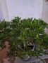 Продавам Красула, снимка 1