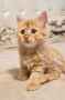 Подарявам котенца, снимка 5