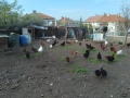Селски кокошки, снимка 6