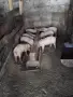 Малки прасенца за угояване., снимка 2