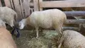 Овце и агнета за доене или продажба на месо!, снимка 4