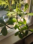 Каучуково растение (Syngonium grantii) , снимка 5