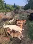 Продава се кози и ярета, снимка 1