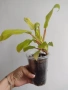 Филодендрон, philodendron Malay Gold, снимка 2