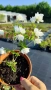 Филаделфус или още Булченски венец, Philadelphus Minnesota Snowflake, снимка 8