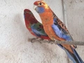 продавам папагали пенантова розела, снимка 2