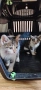Подарявам 2 бр. котенца, снимка 3