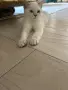 Котки Чинчили и Британка, снимка 4