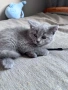 Чистокръвни британски котенца , снимка 6