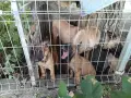 Белгийски овчарки, Малиноа , снимка 7