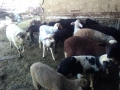 Продавам Агнета, снимка 4