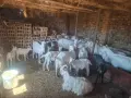 кози всичко на куп, снимка 2