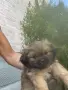 Продавам кучета Пекинез, снимка 1