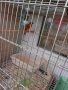 мъжки венецуелски Скатия , снимка 3