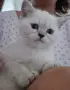 ПРЕКРАСНО СИНЕОКО  МОМИЧЕ, снимка 1
