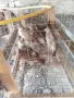 Фазани                     ., снимка 2