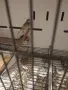 канарчета раза еспаньол, снимка 4