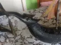 Платноходи от кост., снимка 2