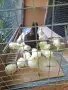Продавам малки пилета, снимка 1