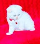 Шотландско мъжко Скоттиш Фолд , снимка 3