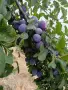 Продаваме сини сливи 0.40 цента за кг., снимка 1