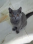британски късокосмести котета, снимка 4