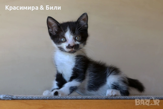 Малки котенца търсят дом, снимка 6 - Други - 54719885