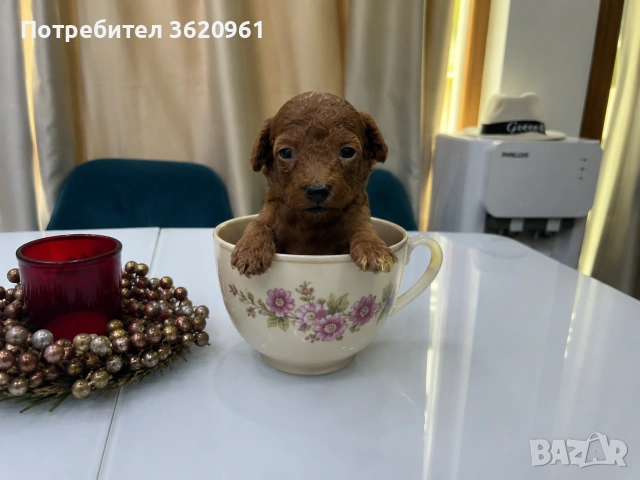 Той пудел , снимка 2 - Пудели - 55104728