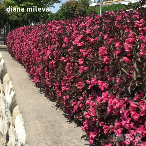 Вейгела Александра, Weigela florida Alexandra, студоустойчива
