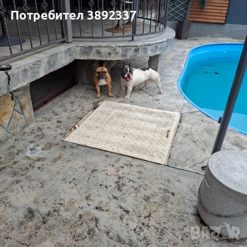 френски булдочета, снимка 7 - Френски булдог - 55251396
