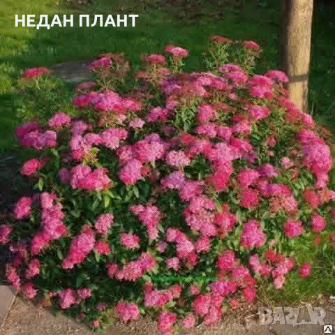 Спирея (сортове), снимка 2 - Градински цветя и растения - 55630041