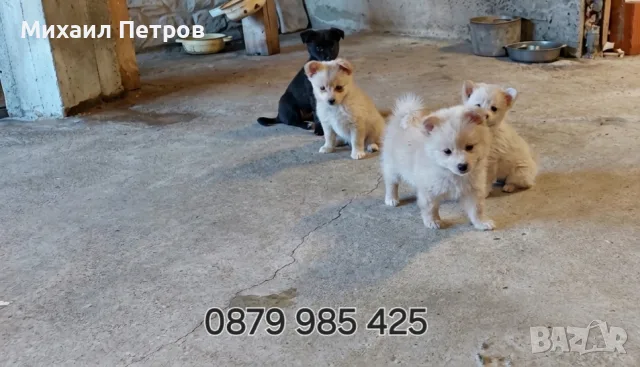 ​🐾  Мини Померан с ваксини паспорт , снимка 3 - Померан - 55328999