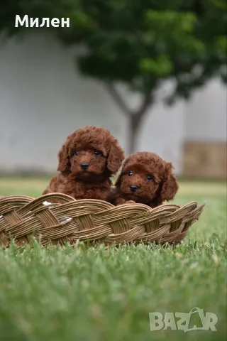 Той пудел Toy poodle, снимка 14 - Пудели - 55006000