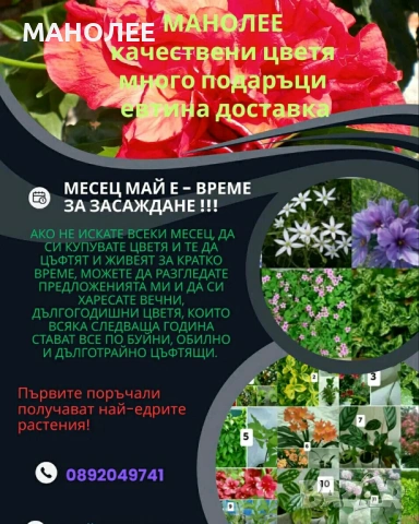 Цветя, снимка 1 - Градински цветя и растения - 54392054