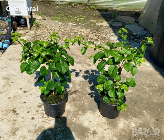 Катерлива Хортензия, снимка 2 - Градински цветя и растения - 55003807