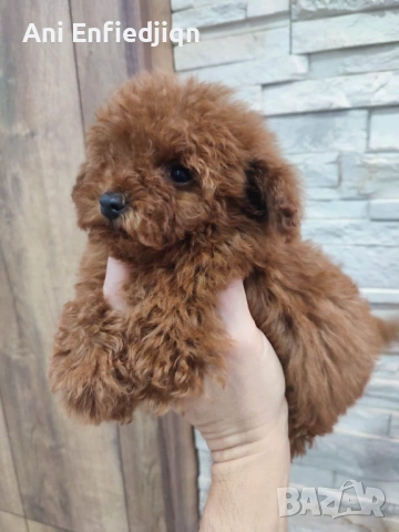 Пудел Той/Poodle Toy, снимка 4 - Пудели - 54553093