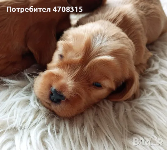 кокер шпаньол момче за гушкане ваксина