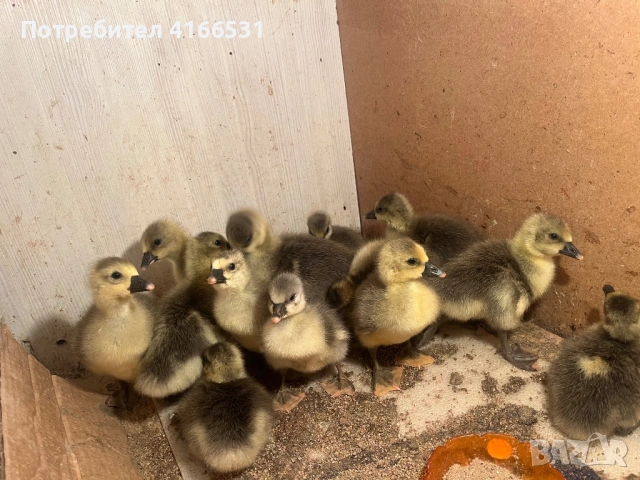 Гъсета гъски, снимка 4 - Патици и гъски - 54127920