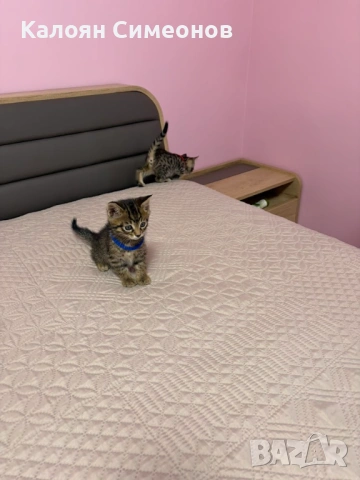 Бенгалски котета, снимка 6 - Бенгалски - 54357737