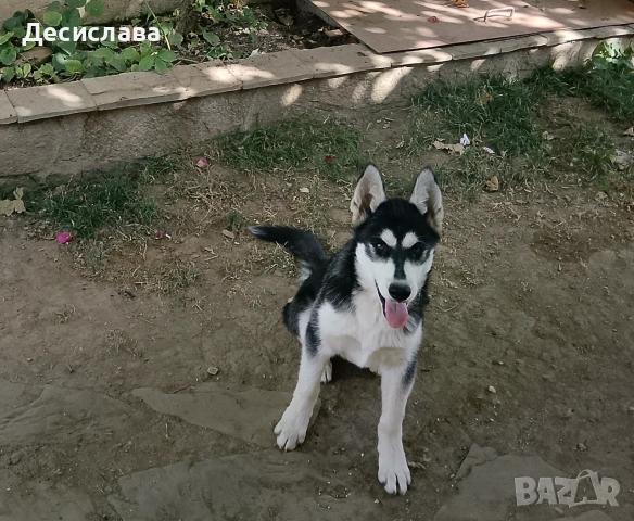 Продавам сибирско хъски, снимка 8 - Хъски - 55190221