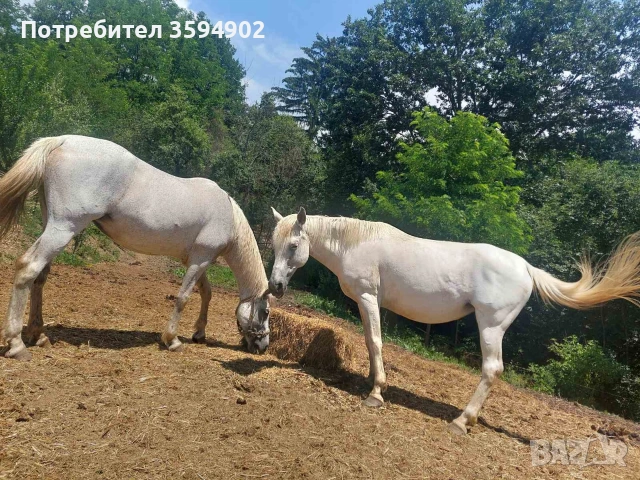 свободни кобили, снимка 2 - Коне - 55221021