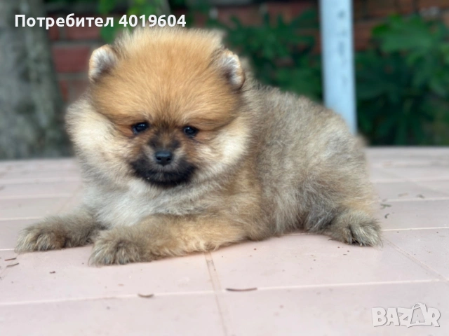 Мини Померанчета 