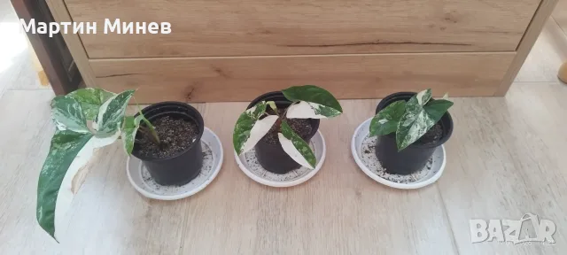 Сингониум (Syngonium) «Imperial White» 
