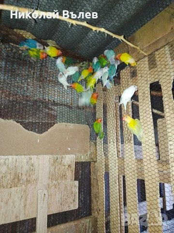 Неразделки , снимка 5 - Папагали - 54333354