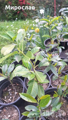 Продавам декоративен храст Лавровишна , снимка 4 - Градински цветя и растения - 54239490