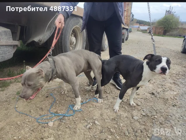 питбул бебе търси своя нов дом, снимка 4 - Питбул - 55468411