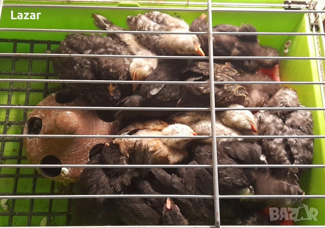 Продавам домашно люпени пиленца, снимка 4 - други­ - 54076730