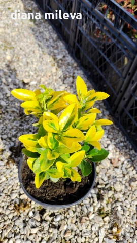 Евонимус Ауреа, Euonymus Japonica Aurea, снимка 8 - Градински цветя и растения - 54458056