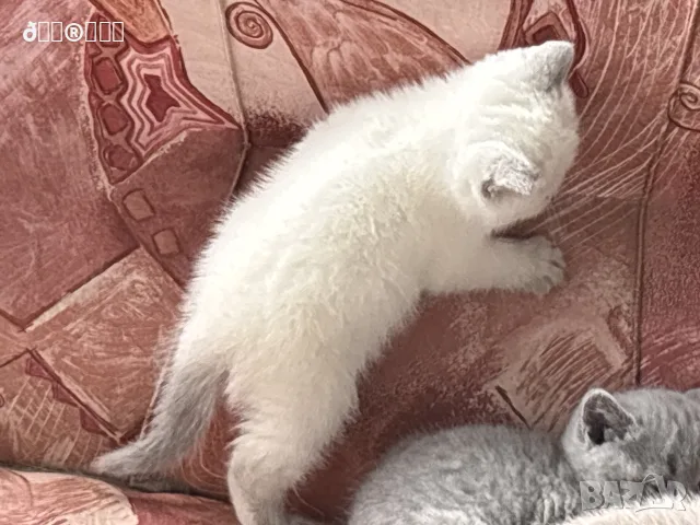 Чистокръвни британски котенца, снимка 3 - Други - 55405880